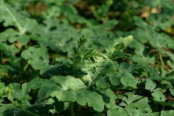 Watermelon plant growing in greenhouse. 