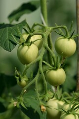 Tomato unripe fruit, green tomatoes, unripe vegetable closeup. greenhouse food production.

