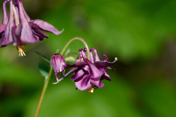 Blüten der Schwarzvioletten Akelei	