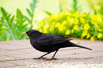 Blackbird on the terrace in the garden in close-up. Bird with black plumage and orange beak. Turdus...