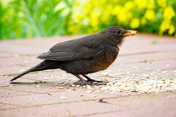 Blackbird on the terrace in the garden in close-up. Bird with black plumage and orange beak. Turdus merula.