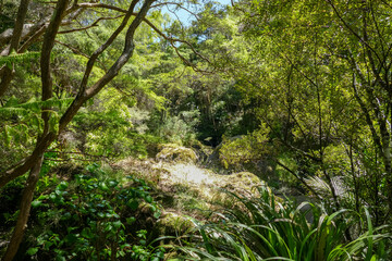 Around Wairere Boulders in New Zealand