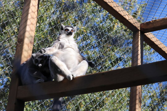 Ring-tailed lemur sitting on perch