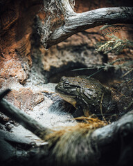 Toad