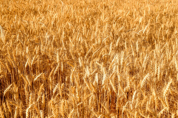 golden wheat field