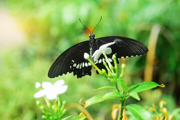 Beautiful butterflies perched on gardenia flowers.