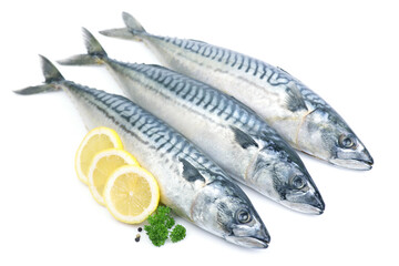 Mackerel fish on white background