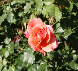 red rose in garden