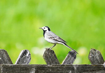Close up of a wagtail, motacilla alba. Bird sitting on a wooden fence with green meadow in the background. Songbird with black, gray and white plumage