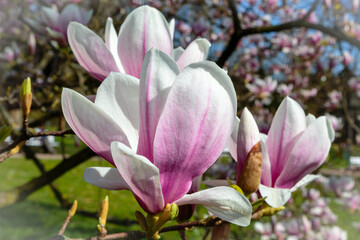 Fototapeta na wymiar Tulpen-Magnolie (Magnolia × soulangeana)