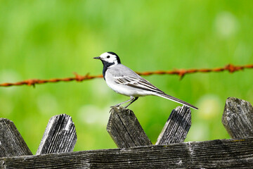 Close up of a wagtail, motacilla alba. Bird sitting on a wooden fence with green meadow in the background. Songbird with black, gray and white plumage