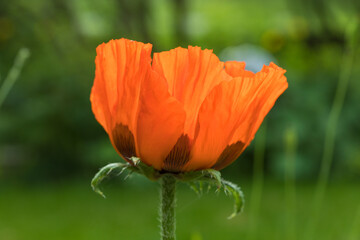 Fototapeta premium Oriental poppy blossom closeup