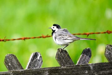 Close up of a wagtail, motacilla alba. Bird sitting on a wooden fence with green meadow in the background. Songbird with black, gray and white plumage