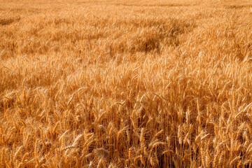 golden wheat field in summer