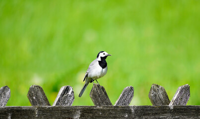 Close up of a wagtail, motacilla alba. Bird sitting on a wooden fence with green meadow in the background. Songbird with black, gray and white plumage