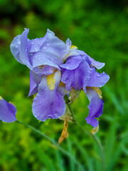 Irises after the rain. Purple irises. Dewdrops on the petals.
