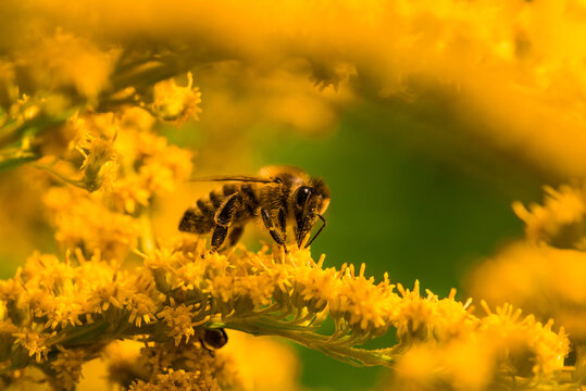 Biene Honigbiene auf Blume Gelb Sommer Sonne Garten fleißig majestätisch stark Pollen Nektar sammeln premium high quality bokeh