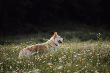 Half breed white Swiss Shepherd dog stands in green chamomile field and stares intently ahead. Dog walks in park in clearing among wild flowers and grass. Beautiful photo of white dog for calendar.