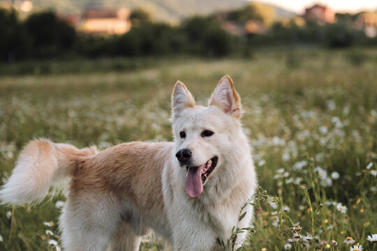 Half breed white Swiss Shepherd dog stands in green chamomile field and stares intently ahead. Dog walks in park in clearing among wild flowers and grass. Beautiful photo of white dog for calendar.