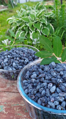 Honeysuckle berries with leaves in a glass dish on a wooden stool. Selective focus. Harvesting berries for further processing. The first spring healthy berries with vitamins. 