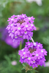 ピンク色のバーベナ