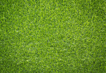 Fototapeta premium green grass background