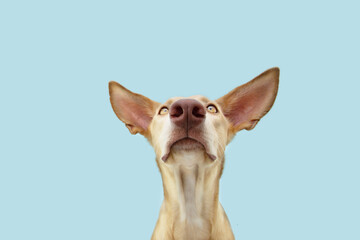 Attentive hungry dog looking at camera. Isolated on blue colored background