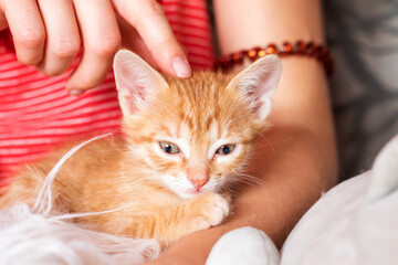 Cute kitten in female hands. Pet owner and her pet, lovely animals. Ginger baby cat relaxing, cozy sleep and nap time with pets.