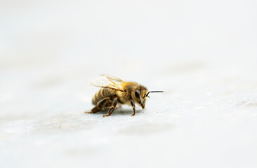 A bee on the lid of a beehive. Close up of an insect on a light surface. Apis mellifera. Macro photography