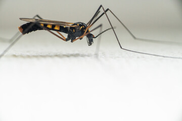 A close-up side view of the black and yellow bug with wings and long legs. 