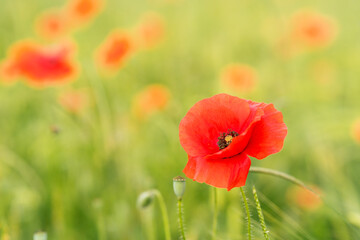 Obraz premium Red blooming poppy flower in green field. Summer floral natural background. Shallow Depth of Field