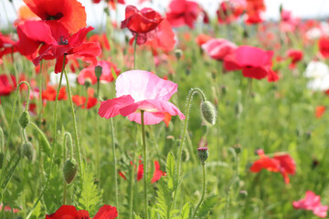 ポピー 美しい 綺麗 春 花畑 かわいい 満開 かわいい グリーン 群生 花びら 赤い