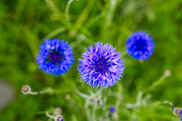 Obraz premium Blue bee cornflower, close up on natural background. macro photography