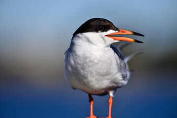 Forester's Tern - Sterna forsteri