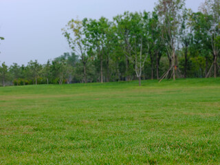 Photo of A meadow in the park