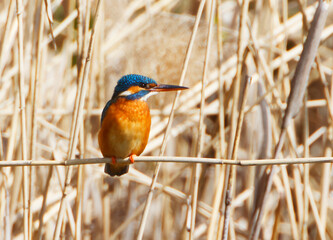 A Common Kingfischer (alcedo atthis) in the Reed, Heilbronn, Germany