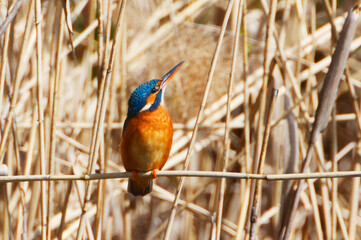 A Common Kingfischer (alcedo atthis) in the Reed, Heilbronn, Germany
