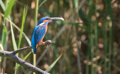 A Common Kingfisher (alcedo atthis) in the Reed - Heilbronn, Germany