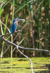 Obraz premium A Common Kingfisher (alcedo atthis) in the Reed - Heilbronn, Germany