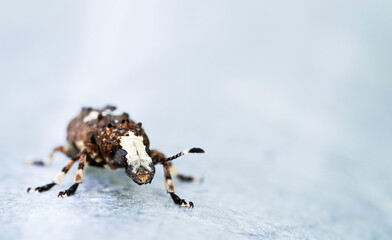 Weevil, Platystomos albinus, long-feeler weevil. Close up of insect. Macro shot of brown beetle.