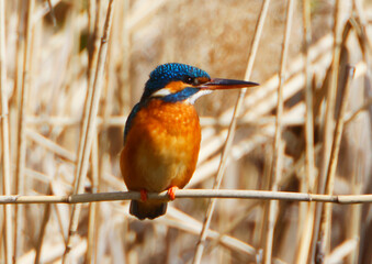 A Common Kingfischer (alcedo atthis) in the Reed, Heilbronn, Germany