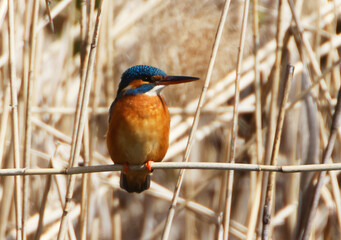 A Common Kingfischer (alcedo atthis) in the Reed, Heilbronn, Germany