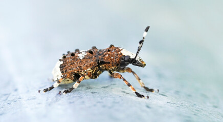 Weevil, Platystomos albinus, long-feeler weevil. Close up of insect. Macro shot of brown beetle.