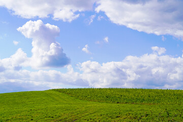 Landscape with green fields near Ahlen, Dolberg. Nature with green meadow and blue sky with white clouds.