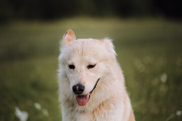 Charming non pedigreed dog lies in chamomile field and stares intently ahead with its large brown eyes. Mestizo white Swiss Shepherd portrait close up on green blurred background.