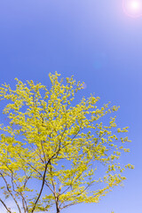 太陽の光が当たる瑞々しい新緑の木