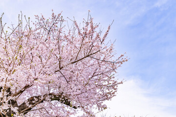 ピンク色が綺麗な満開の桜の花