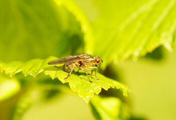Dung fly on a green leaf. Close up of the insect. Fly in a natural environment.
