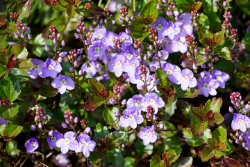 Fine purple flowers of the speedwell, Veronica. Hardy plants in the garden.