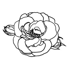 Rose Sketch. Flower Vector Hand Drawn Illustration. Botanical Illustration Sketch. Rose black ink sketch
